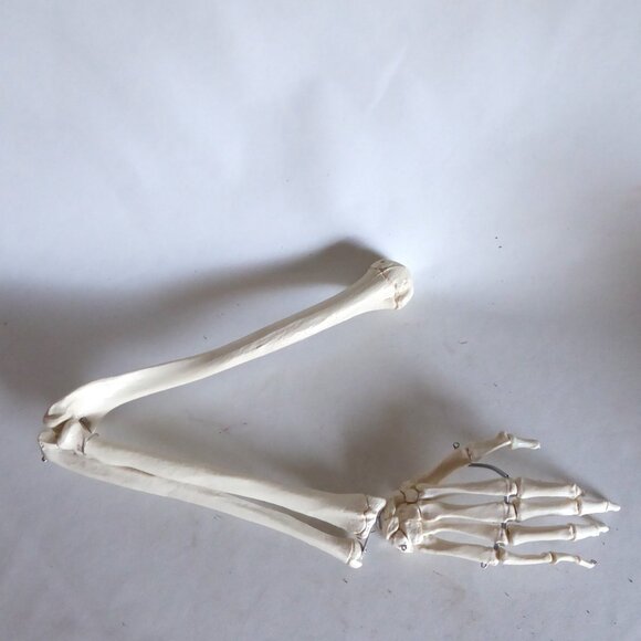 NEW HALLOWEEN GOTHIC ODDITY PROP VINTAGE UNDERTAKER MEDICAL BAG & SKELETON ARM - Picture 10 of 12